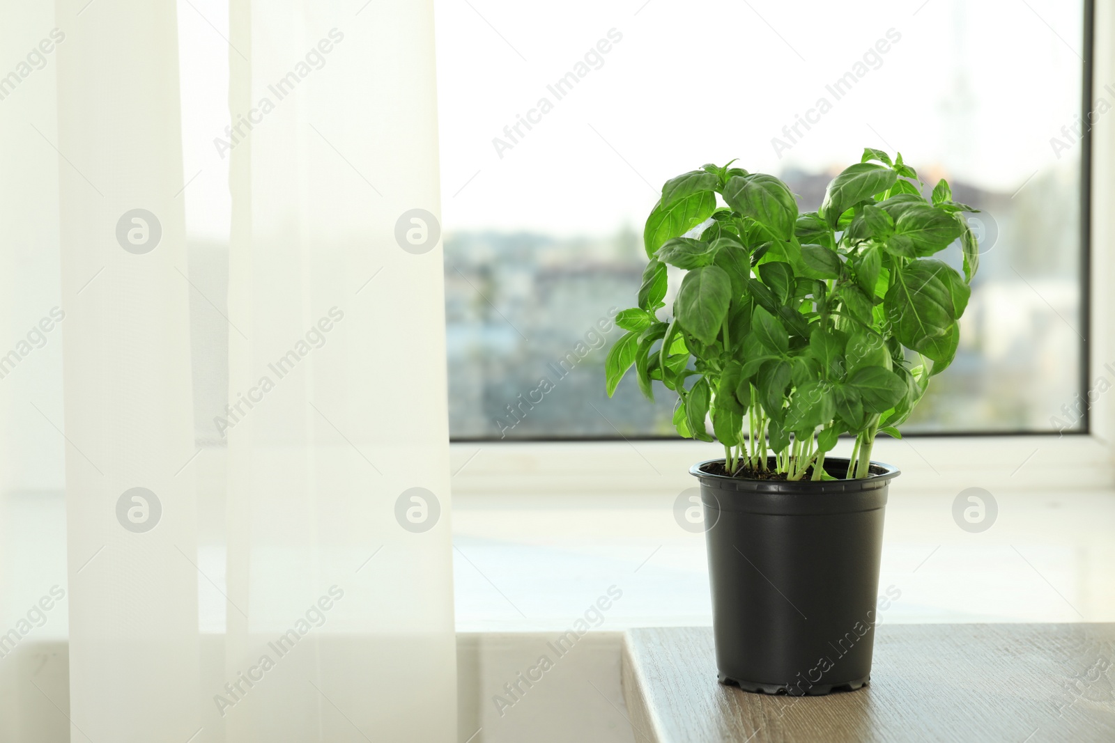 Photo of Fresh basil in pot on table indoors. Space for text