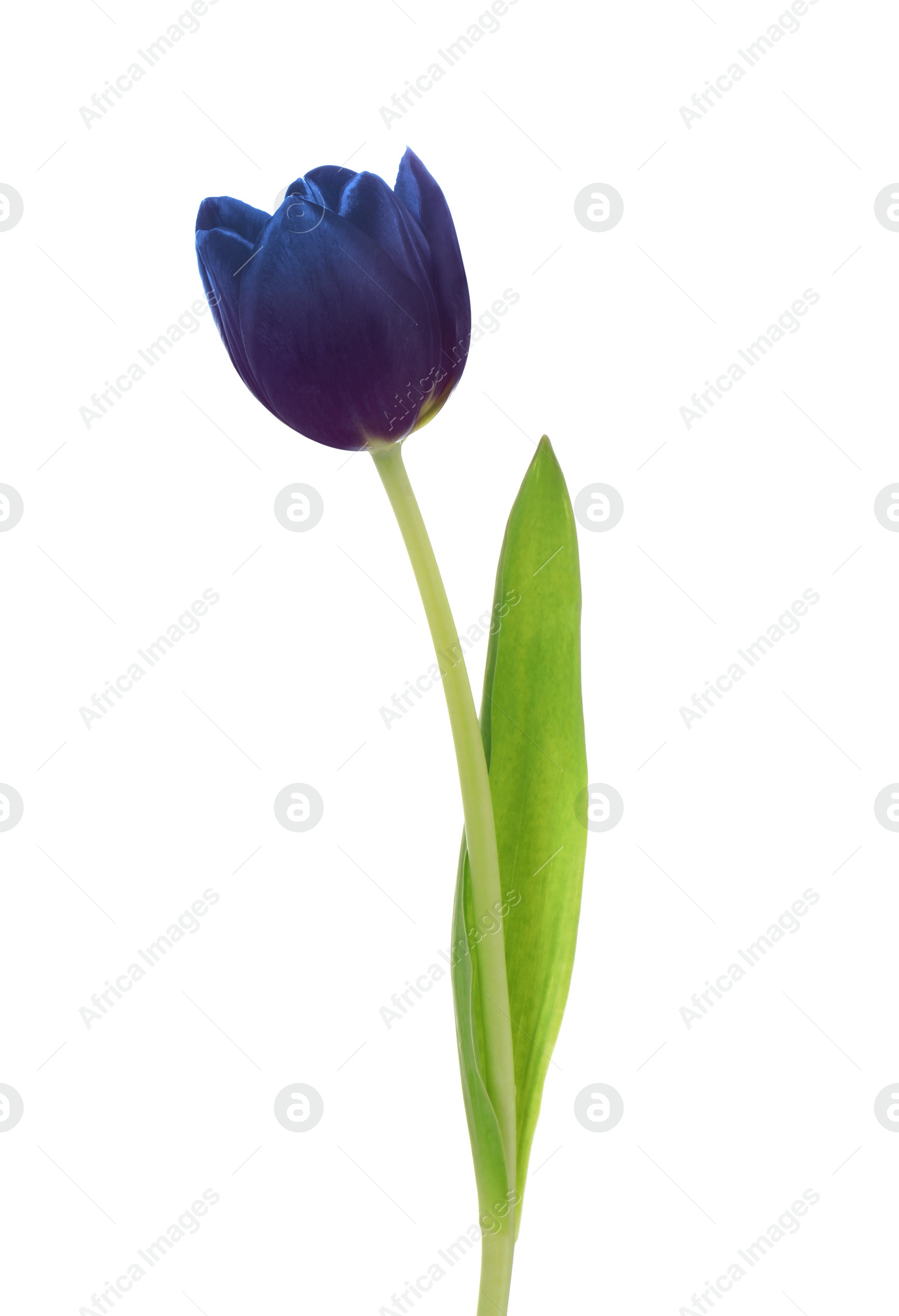 Image of Beautiful blue purple tulip isolated on white. Bright flower