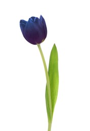 Image of Beautiful blue purple tulip isolated on white. Bright flower