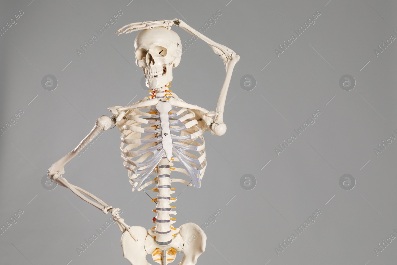 Photo of Artificial human skeleton model on grey background. Space for text