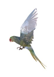 Image of Double exposure of Alexandrine parakeet and mountains with river