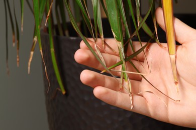 Photo of Man touching houseplant with damaged leaves indoors, closeup