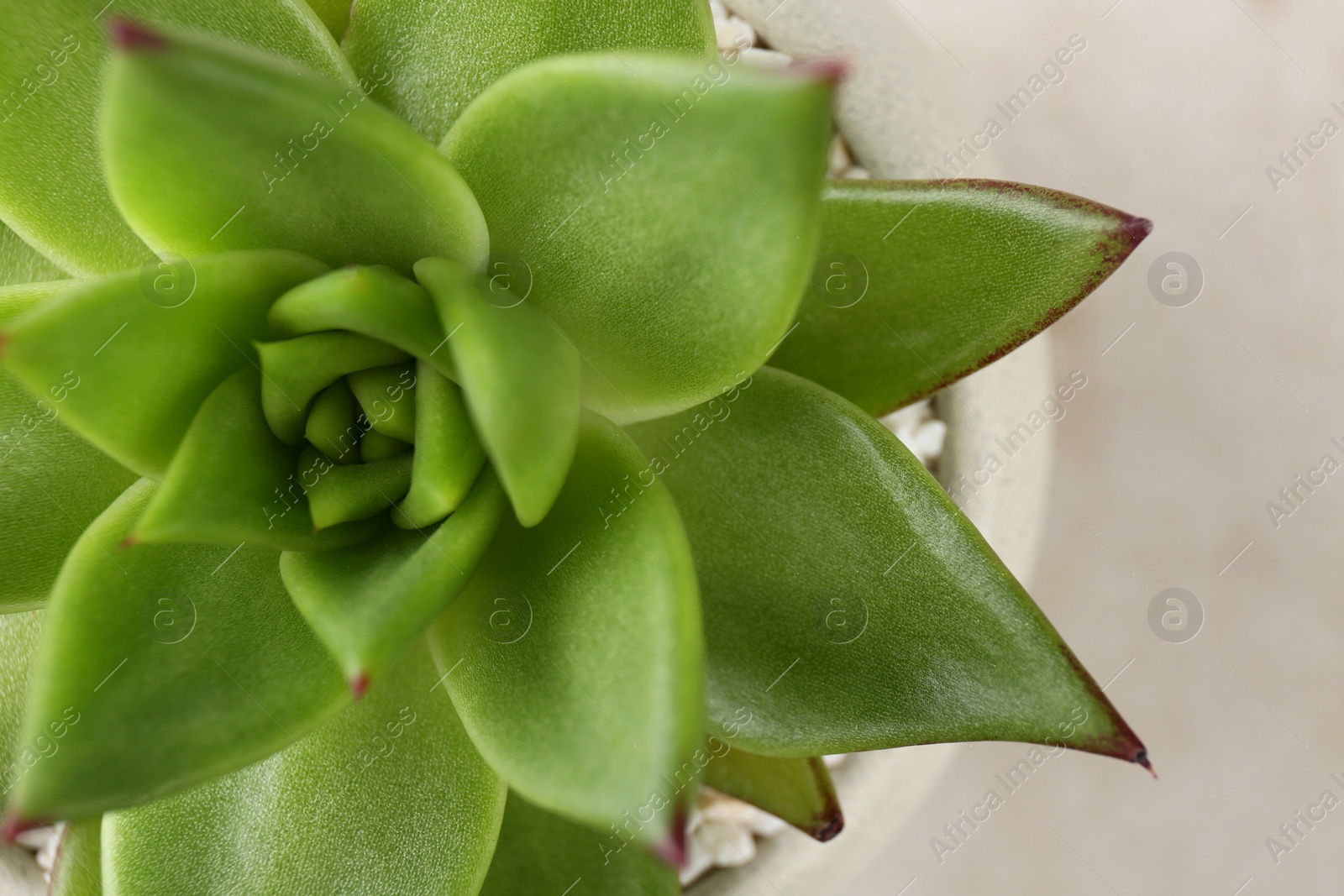 Photo of Beautiful succulent plant in pot on light background, closeup