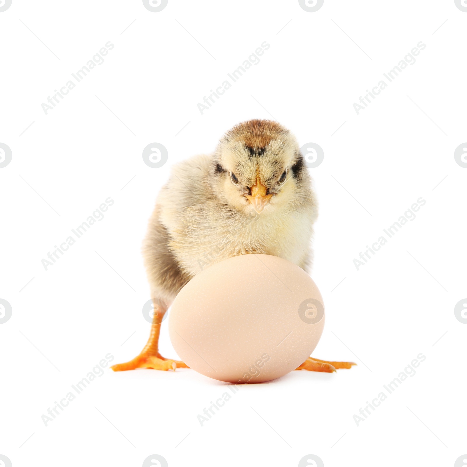 Photo of Cute chick and egg isolated on white. Baby animal