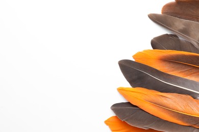 Many different bird feathers on white background, flat lay. Space for text