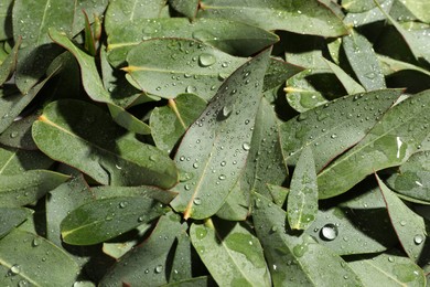 Many eucalyptus leaves with water drops as background, top view