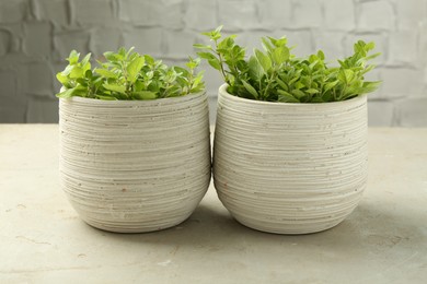 Aromatic potted oregano on light grey table