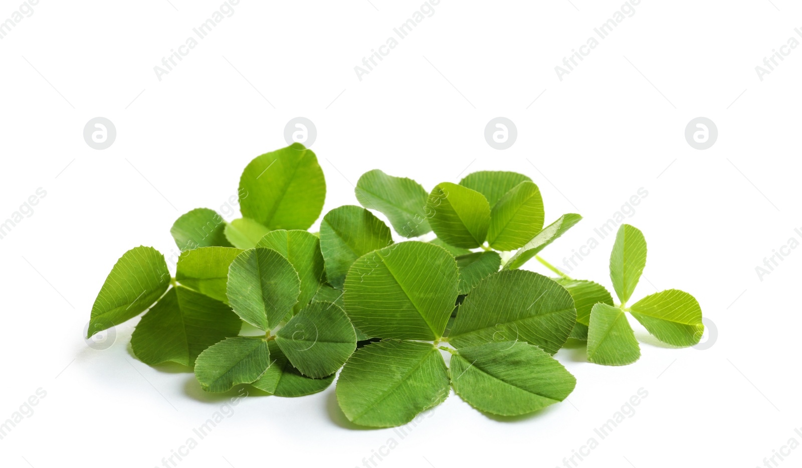 Photo of Green clover leaves on white background