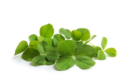 Photo of Green clover leaves on white background