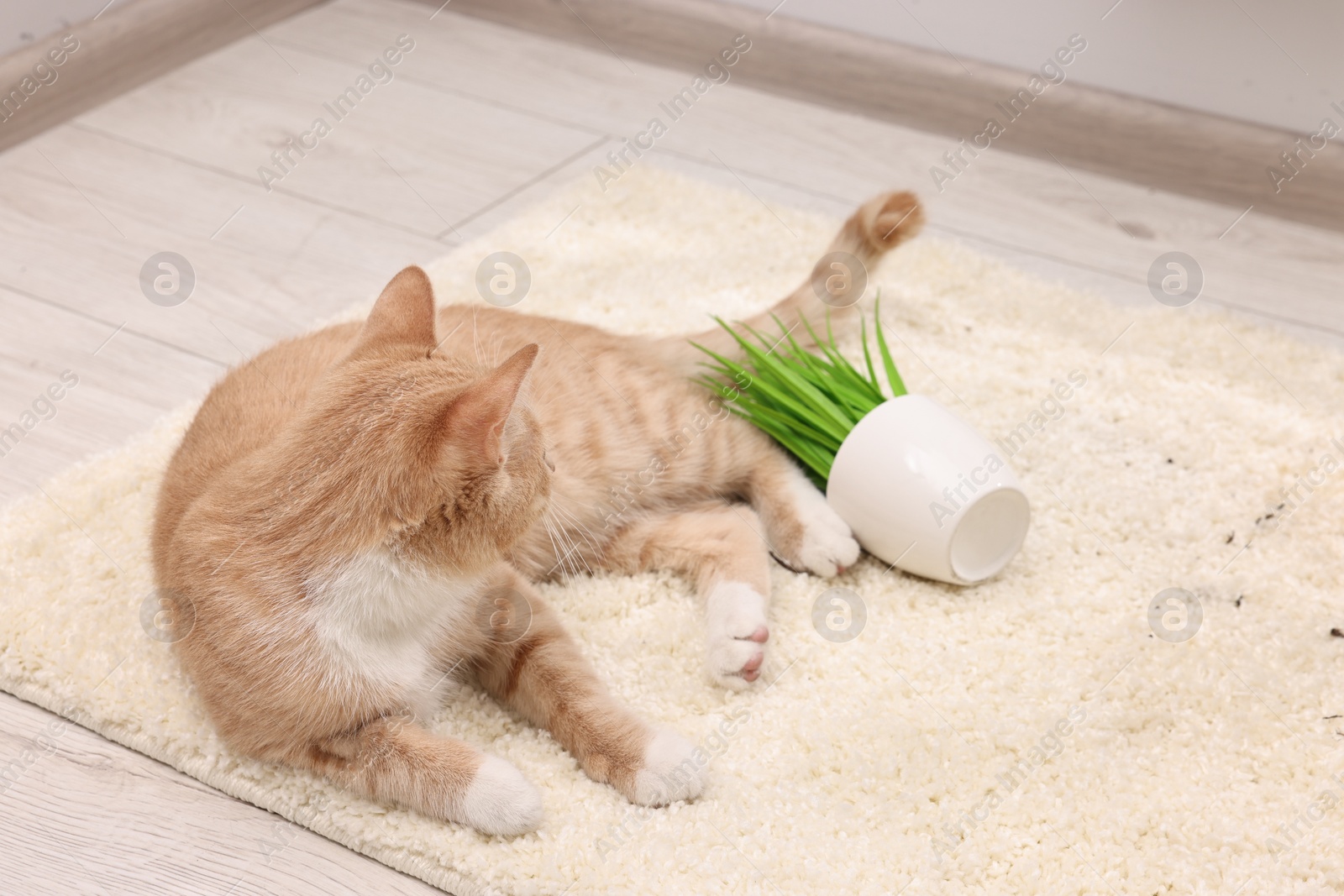 Photo of Cute ginger cat near overturned houseplant on carpet at home