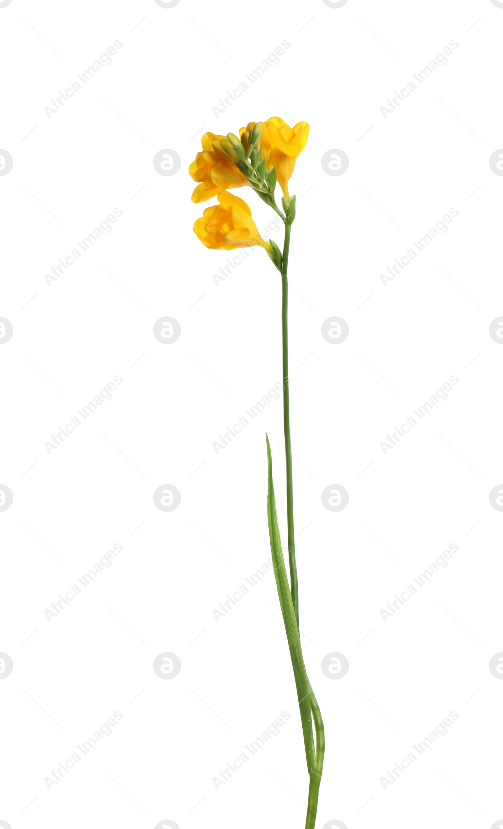 Photo of Beautiful yellow freesia flower isolated on white