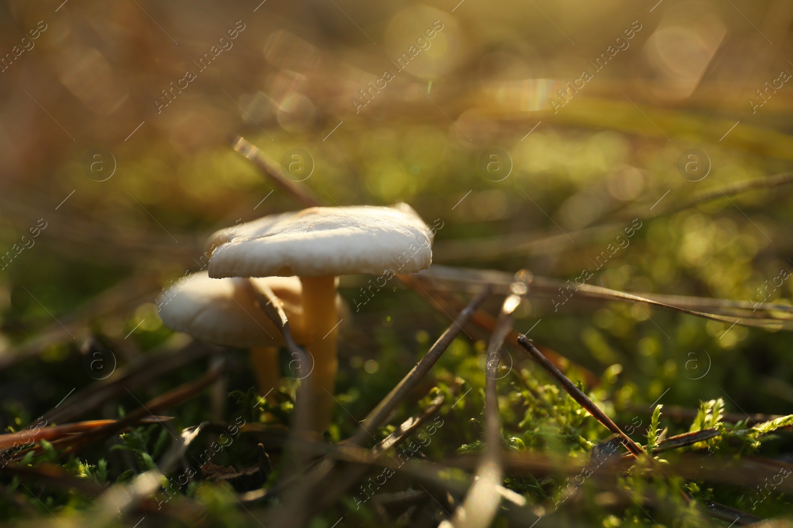 Photo of Mushrooms growing in wilderness on autumn day, closeup