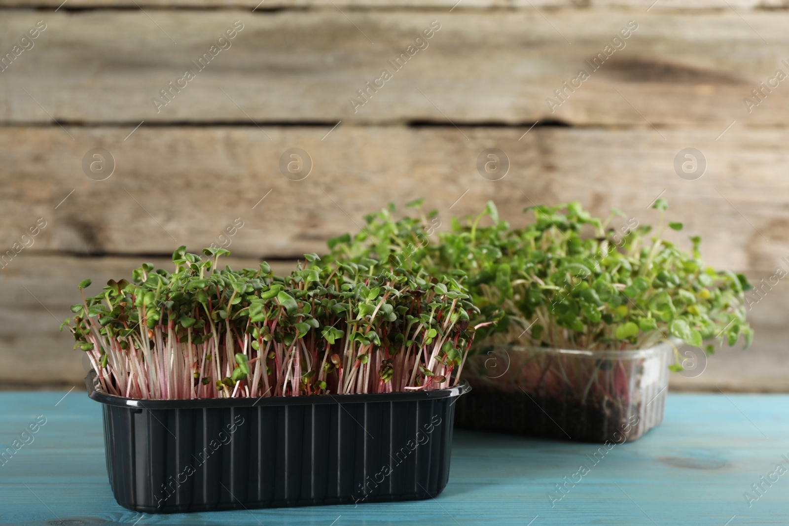 Photo of Fresh radish microgreens in plastic containers on turquoise wooden table