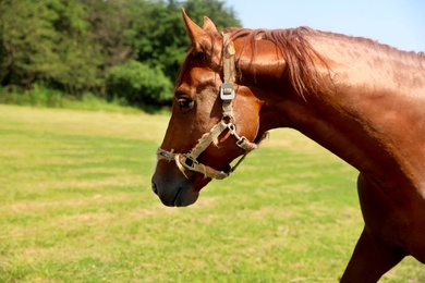 Photo of Chestnut horse outdoors on sunny day. Beautiful pet