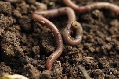 Photo of Worm on wet soil, closeup. Terrestrial invertebrates