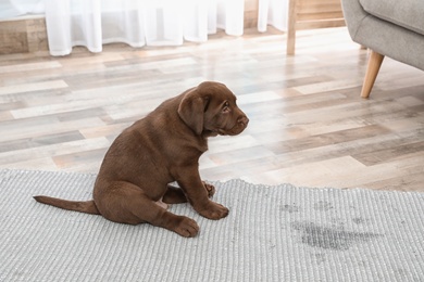 Photo of Chocolate Labrador Retriever puppy and wet spot on carpet indoors