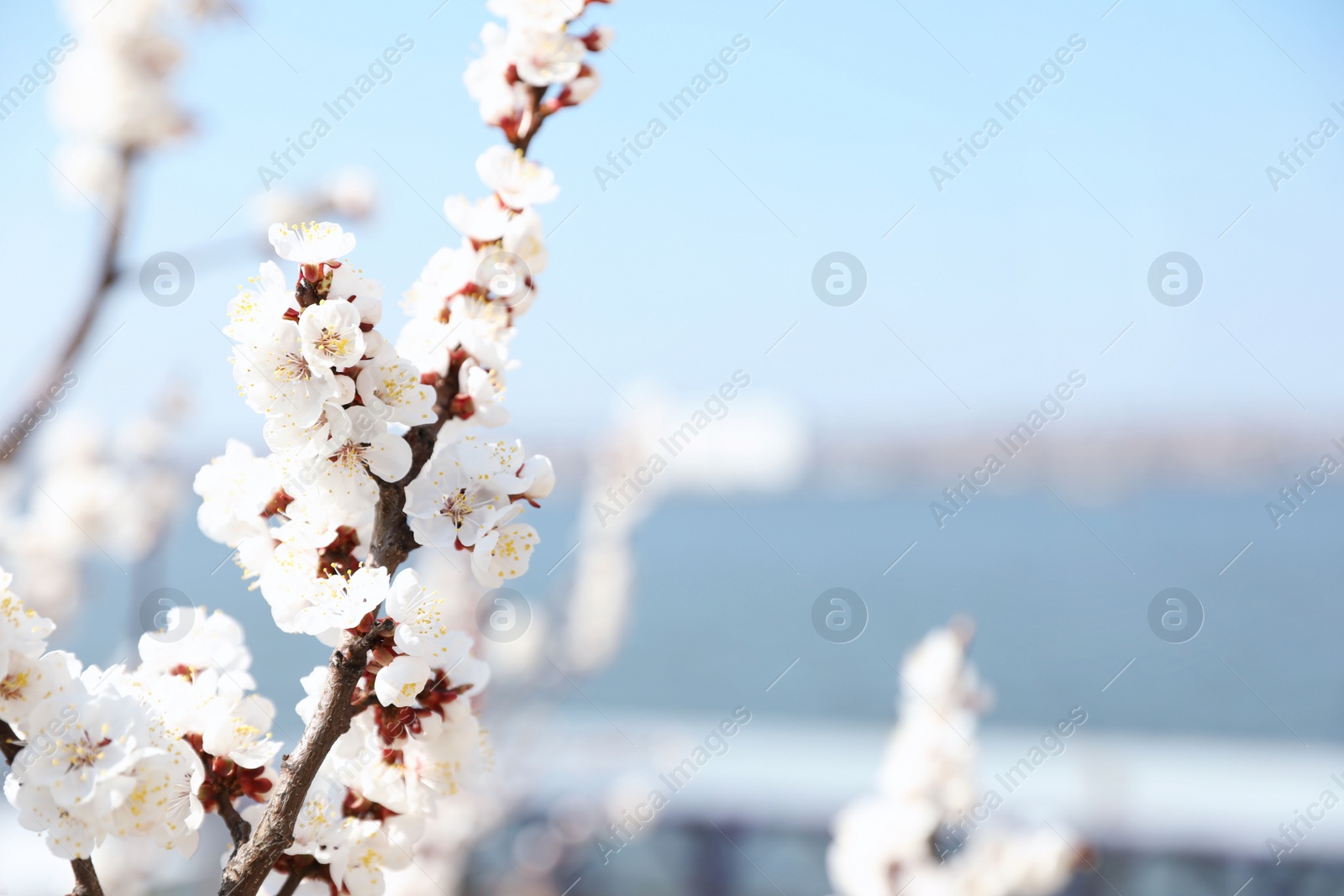 Photo of Beautiful apricot tree branches with tiny tender flowers outdoors, space for text. Awesome spring blossom