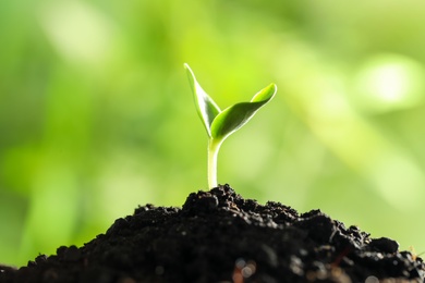 Young vegetable seedling growing in soil outdoors