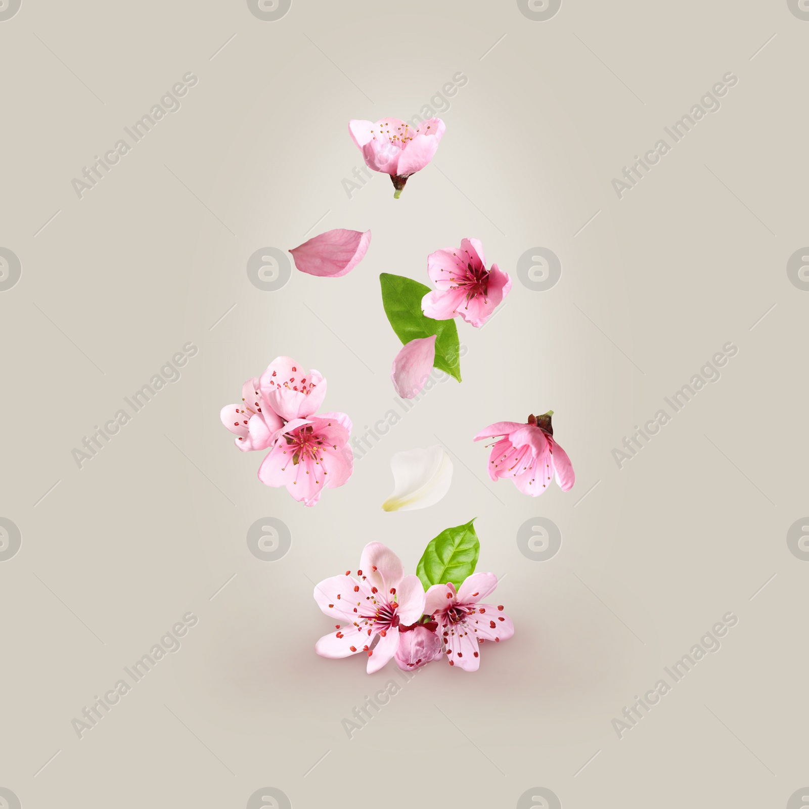 Image of Beautiful pink sakura tree flowers flying on light background