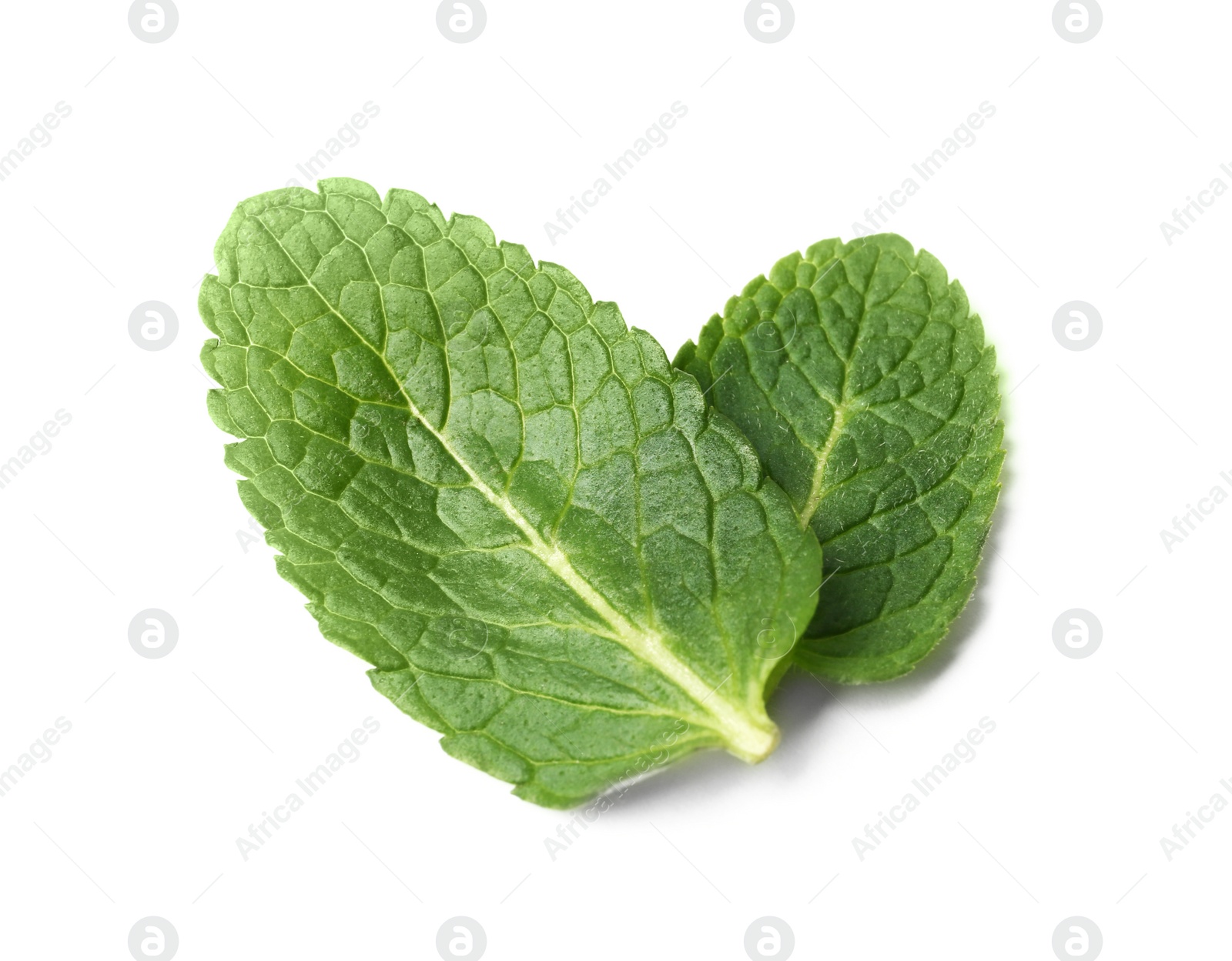 Photo of Leaves of fresh mint isolated on white