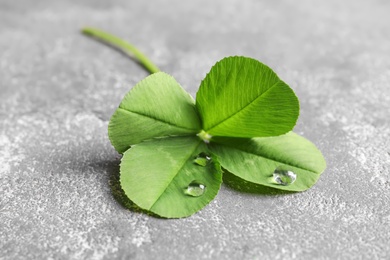 Photo of Green four-leaf clover on gray background