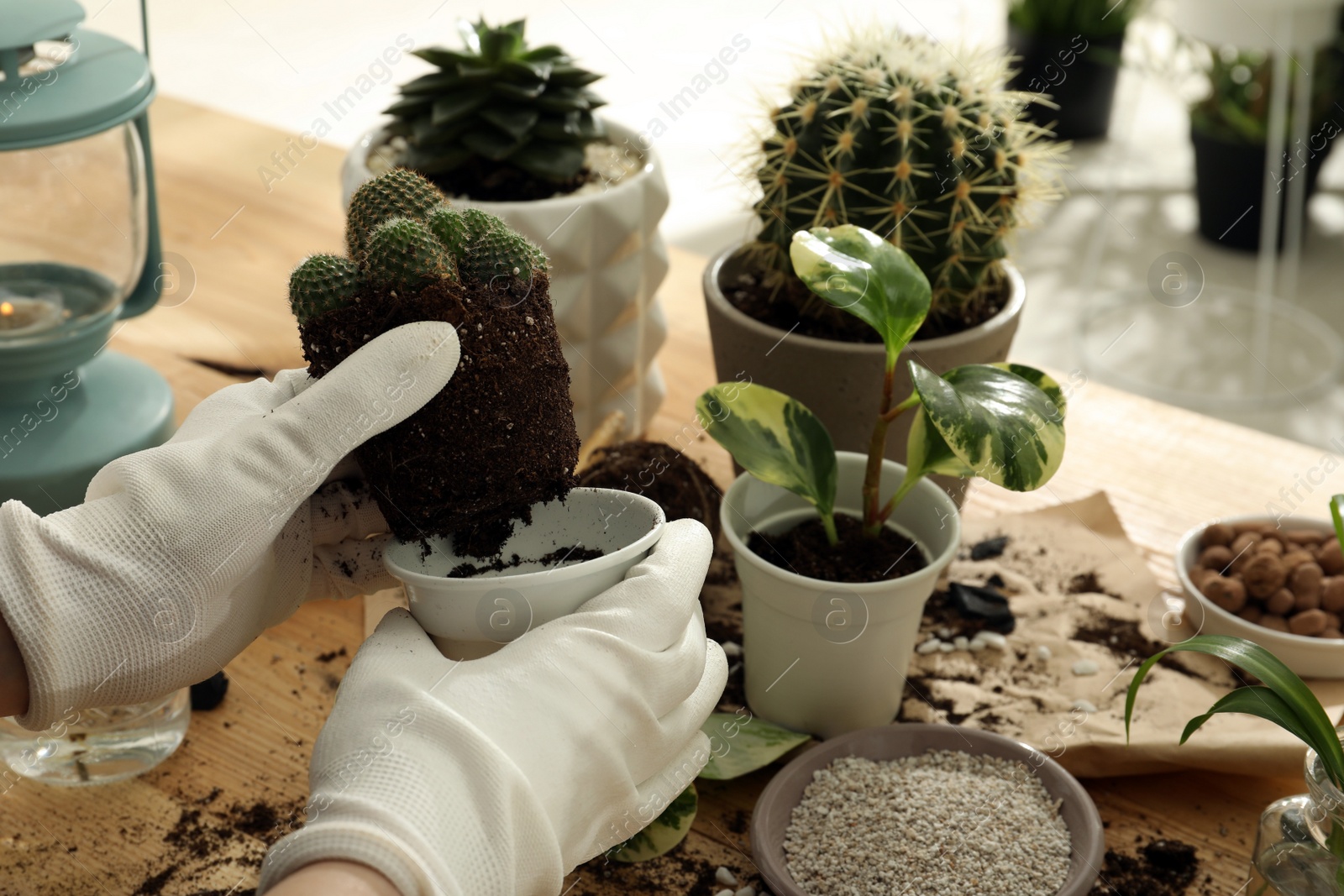 Photo of Woman transplanting houseplants at wooden table, closeup