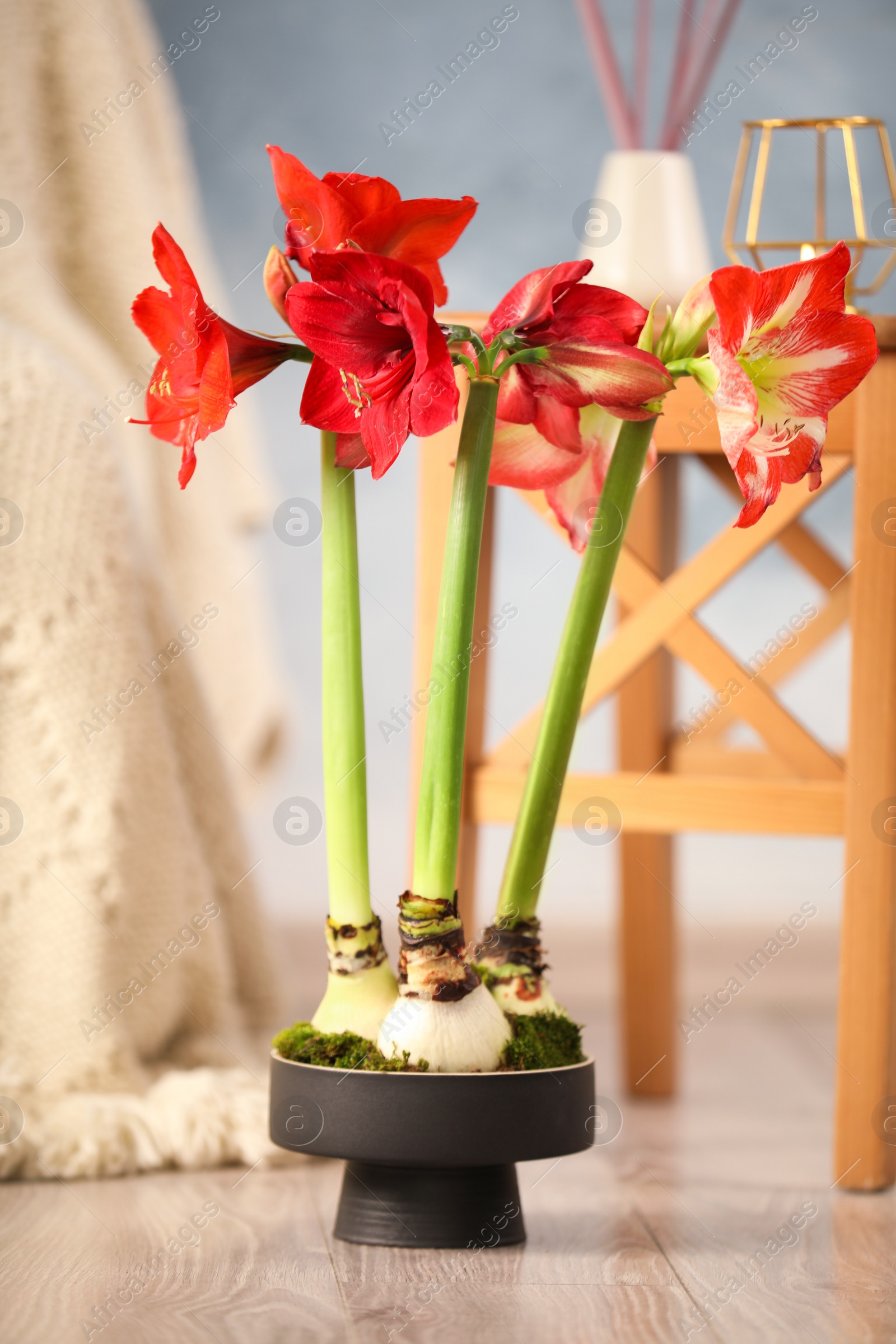 Photo of Beautiful red amaryllis flowers on floor in room