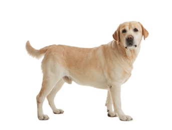 Photo of Yellow labrador retriever standing on white background