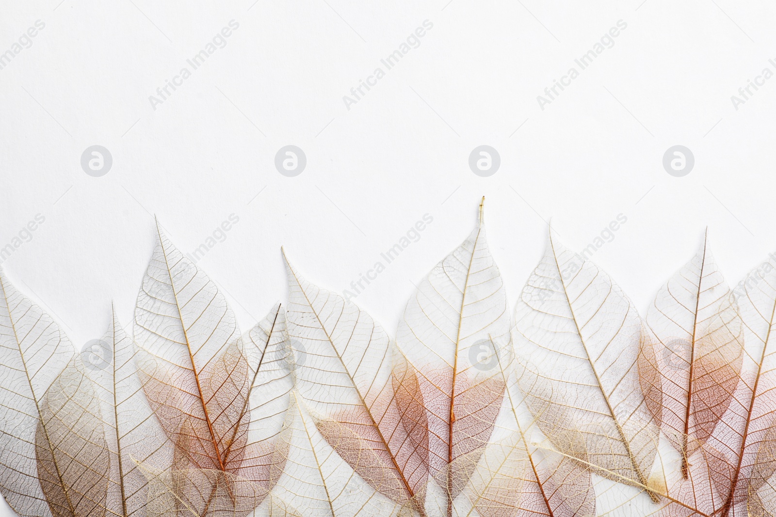 Photo of Beautiful decorative skeleton leaves and space for text on white background, top view