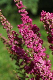 Photo of Heather shrub with beautiful blooming flowers outdoors on sunny day, closeup