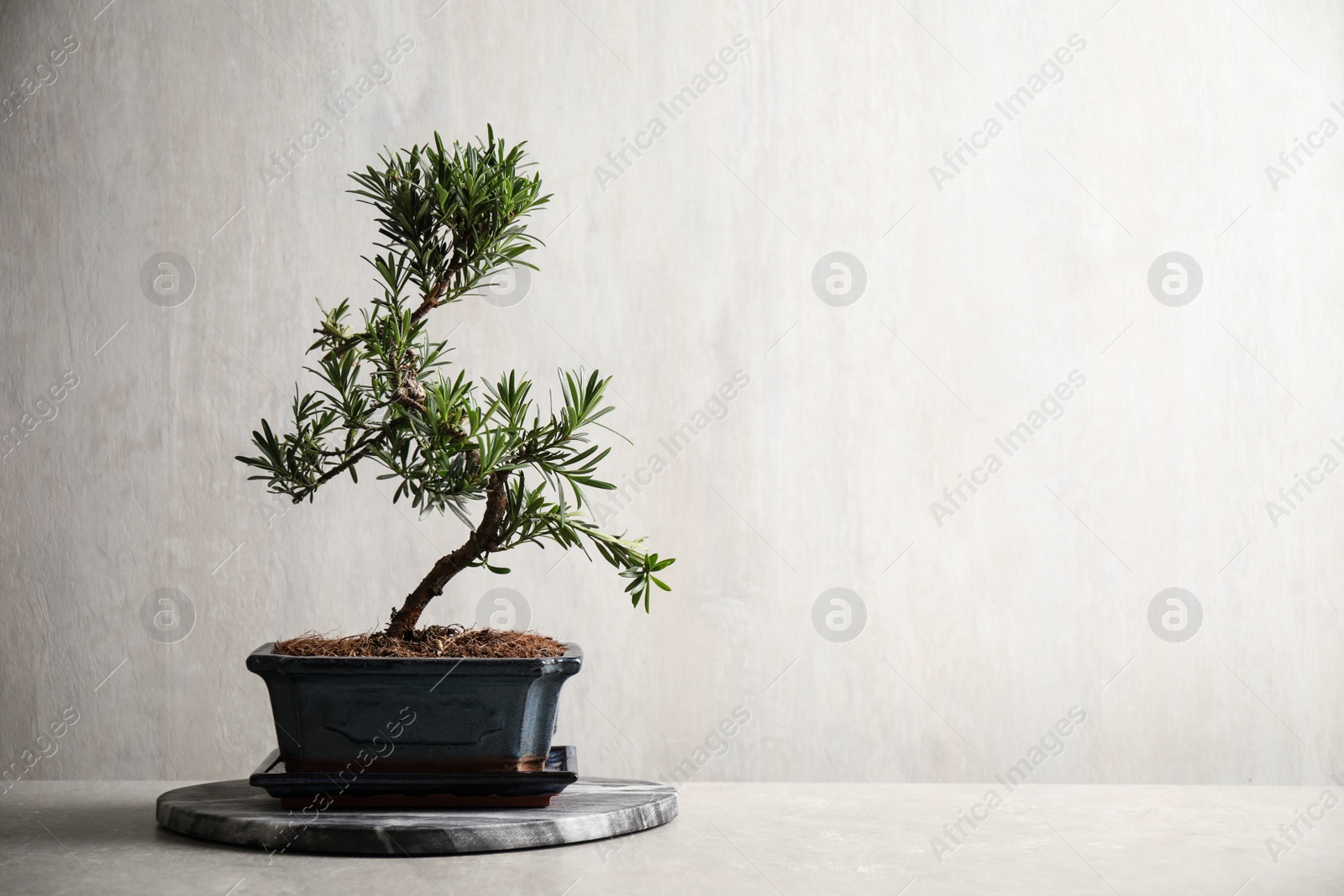 Photo of Japanese bonsai plant on light stone table, space for text. Creating zen atmosphere at home