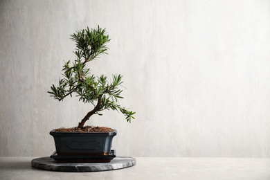 Japanese bonsai plant on light stone table, space for text. Creating zen atmosphere at home