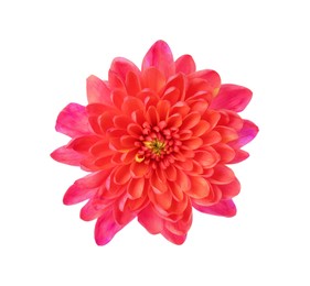 Photo of Beautiful blooming chrysanthemum flower isolated on white