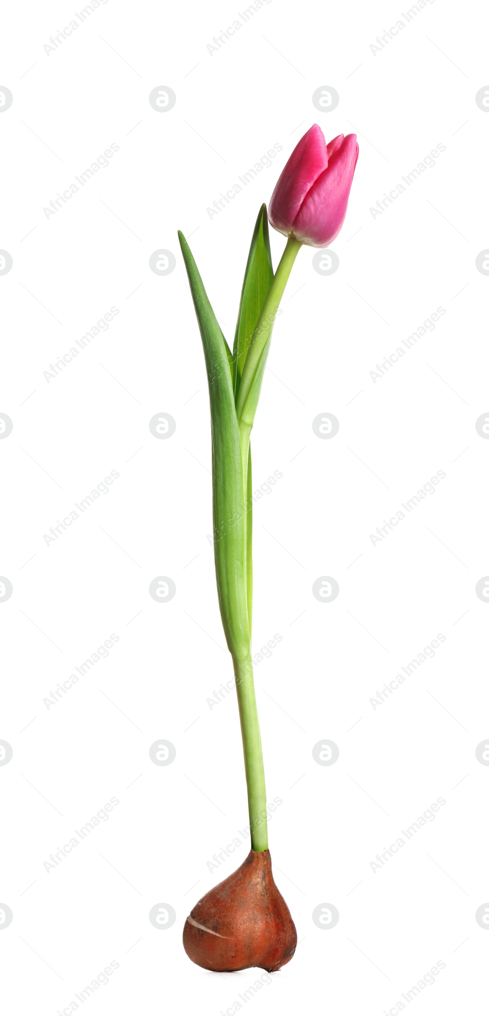 Image of Pink tulip flower with bulb on white background