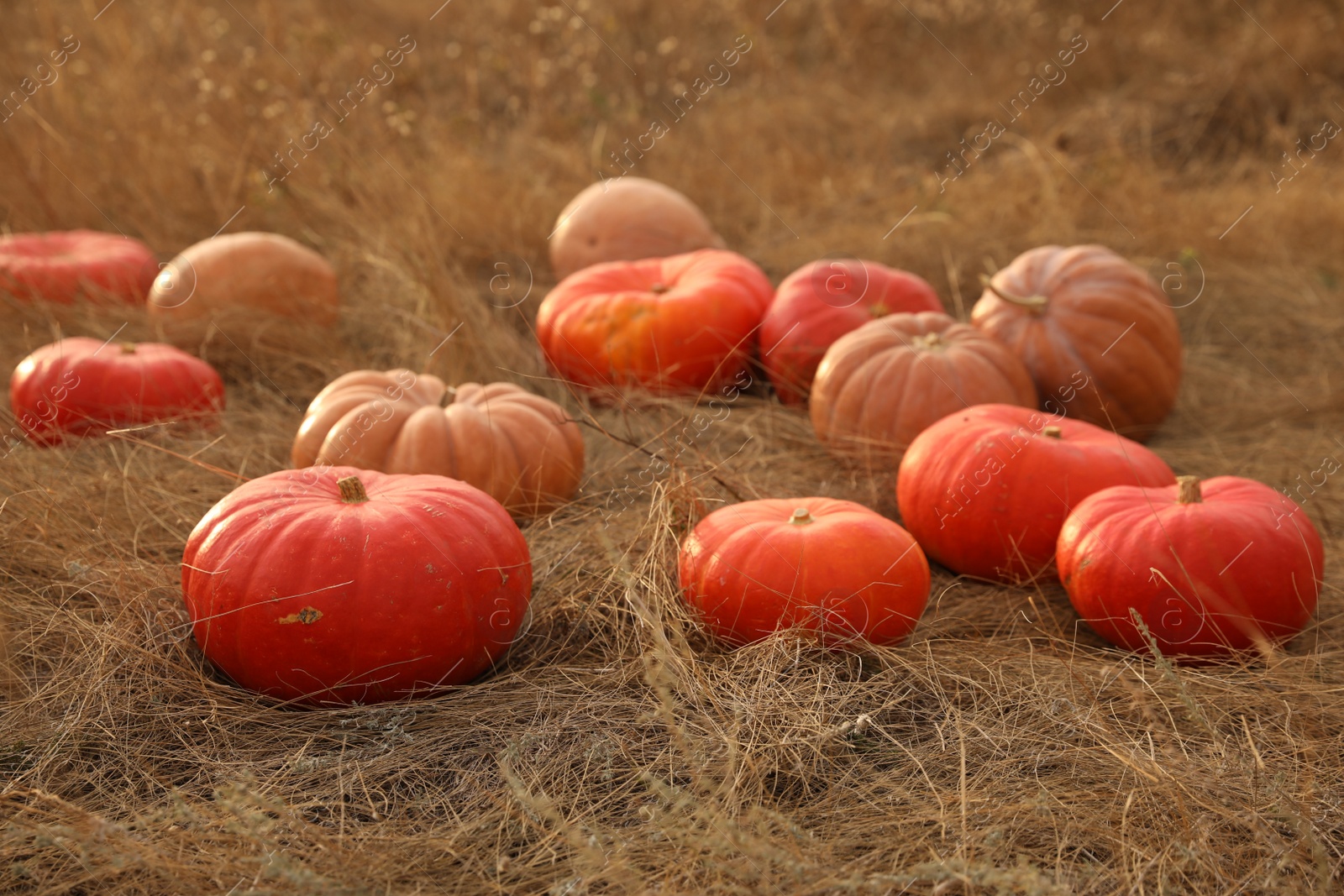 Photo of Ripe orange pumpkins among dry grass in field