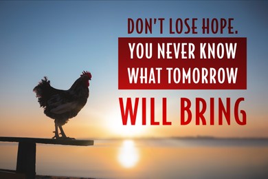 Image of Don't Lose Hope You Never Know What Tomorrow Will Bring. Inspirational quote saying about patience, belief in yourself and next day. Text against view of rooster outdoors in morning