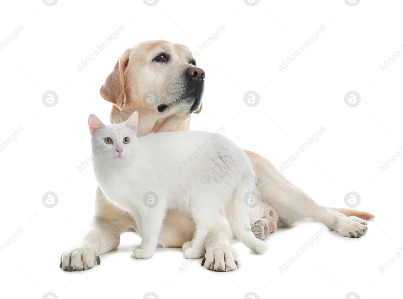 Photo of Adorable dog and cat together on white background. Friends forever