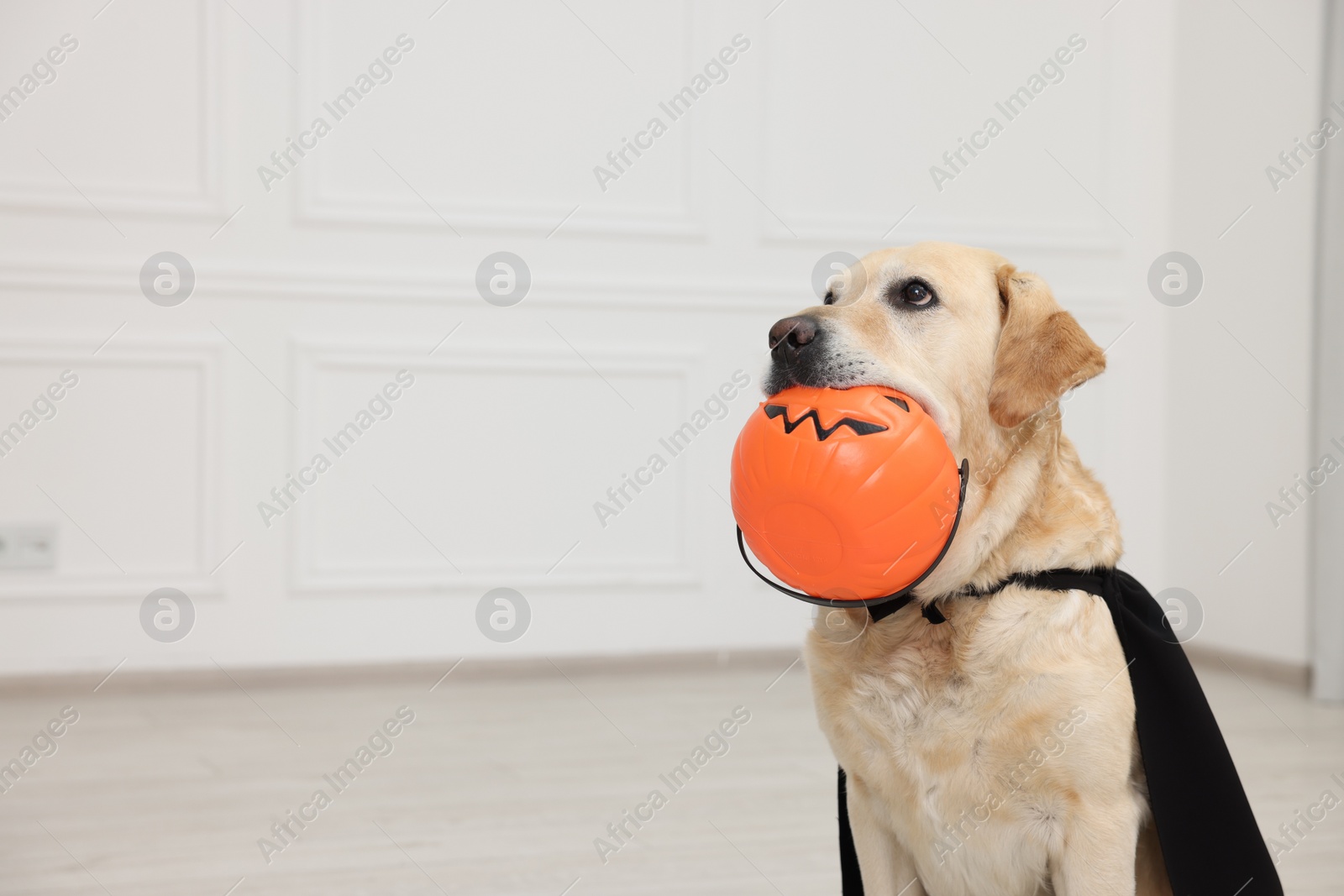Photo of Cute Labrador Retriever dog in black cloak with Halloween bucket indoors. Space for text