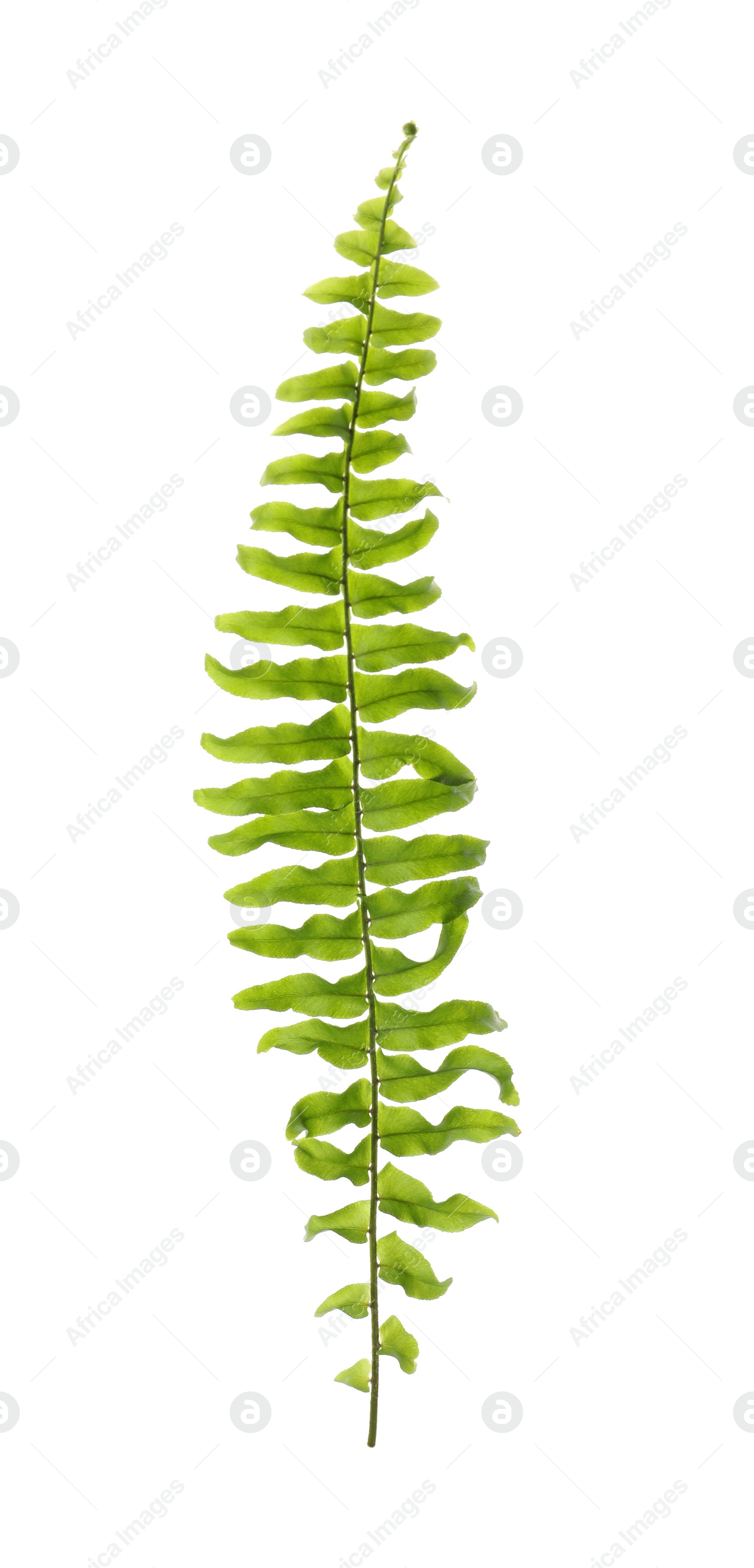 Photo of Beautiful tropical fern leaf isolated on white