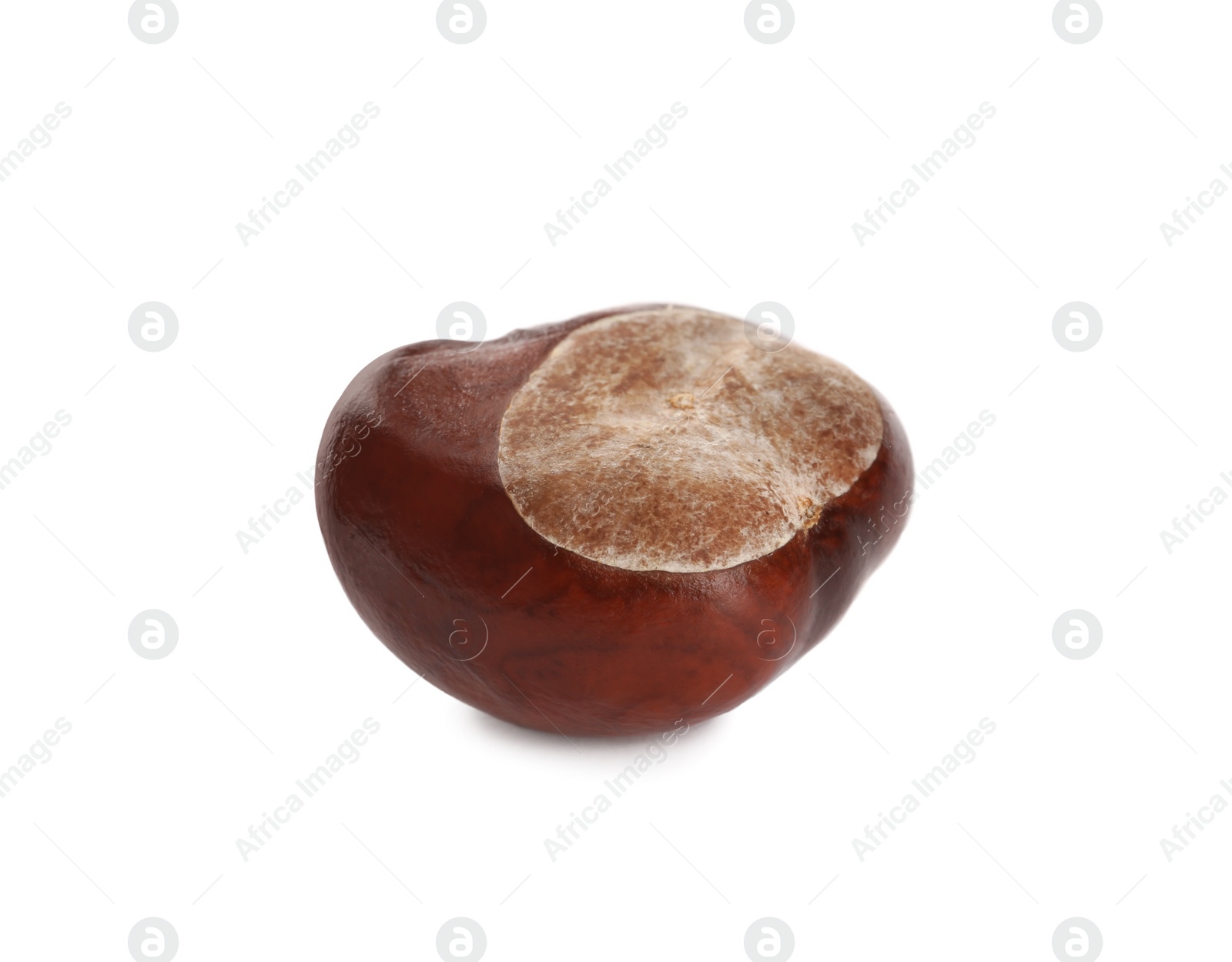 Photo of One brown horse chestnut isolated on white