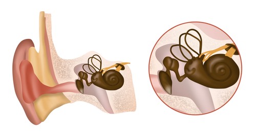 Illustration of Anatomy of human ear on white background. Illustration