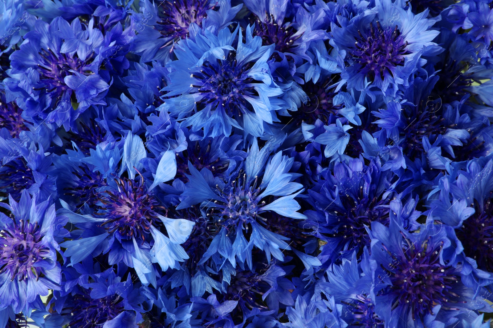 Photo of Beautiful bright blue cornflowers as background, closeup