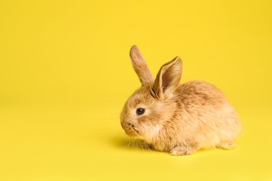 Adorable furry Easter bunny on color background, space for text