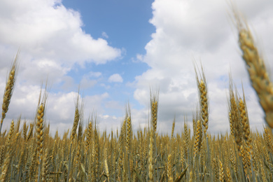 Photo of Agricultural field with ripening cereal crop under cloudy sky, closeup view