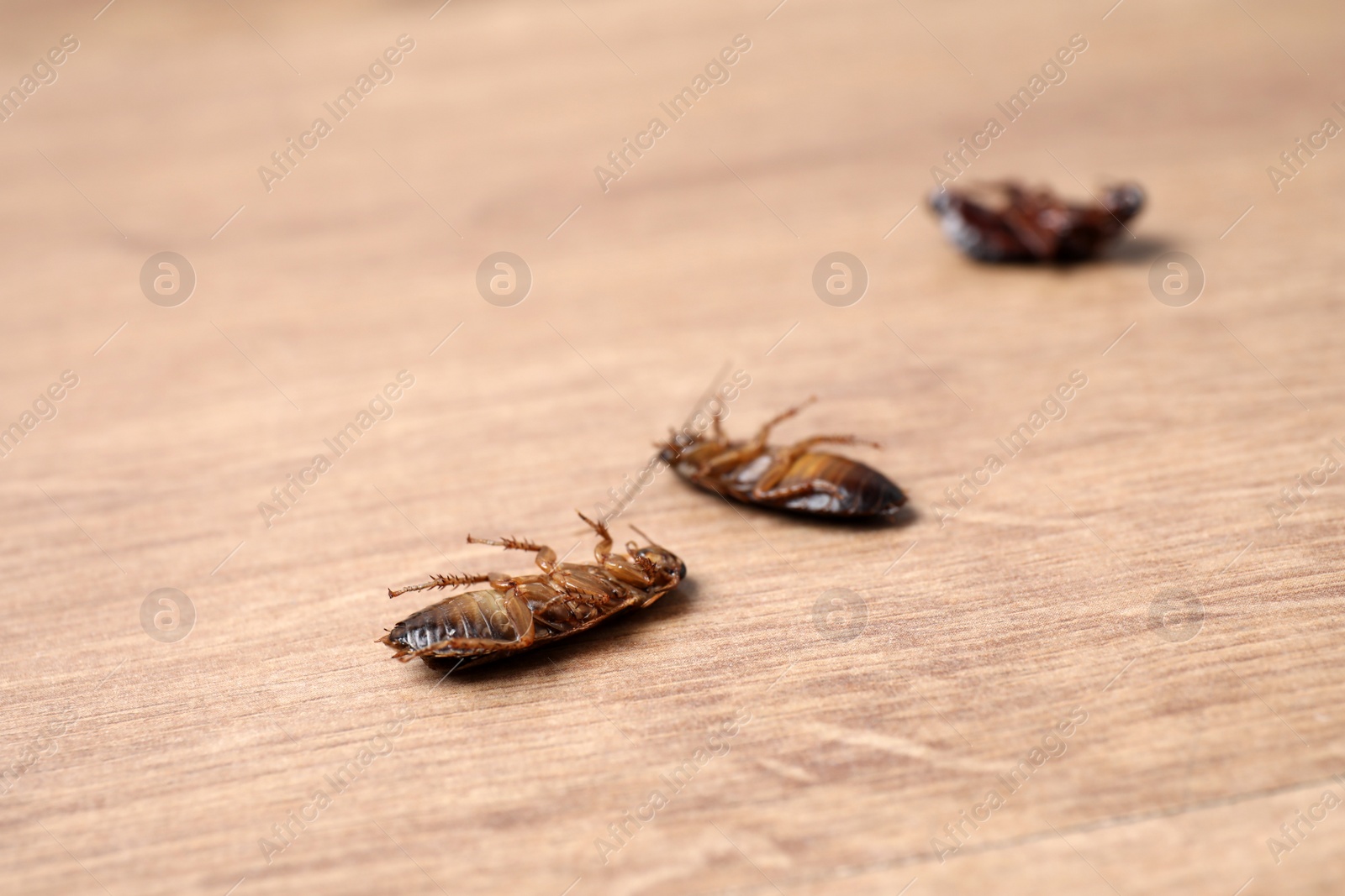 Photo of Dead cockroaches on wooden floor, closeup. Pest control