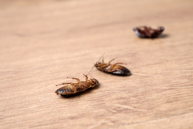 Dead cockroaches on wooden floor, closeup. Pest control