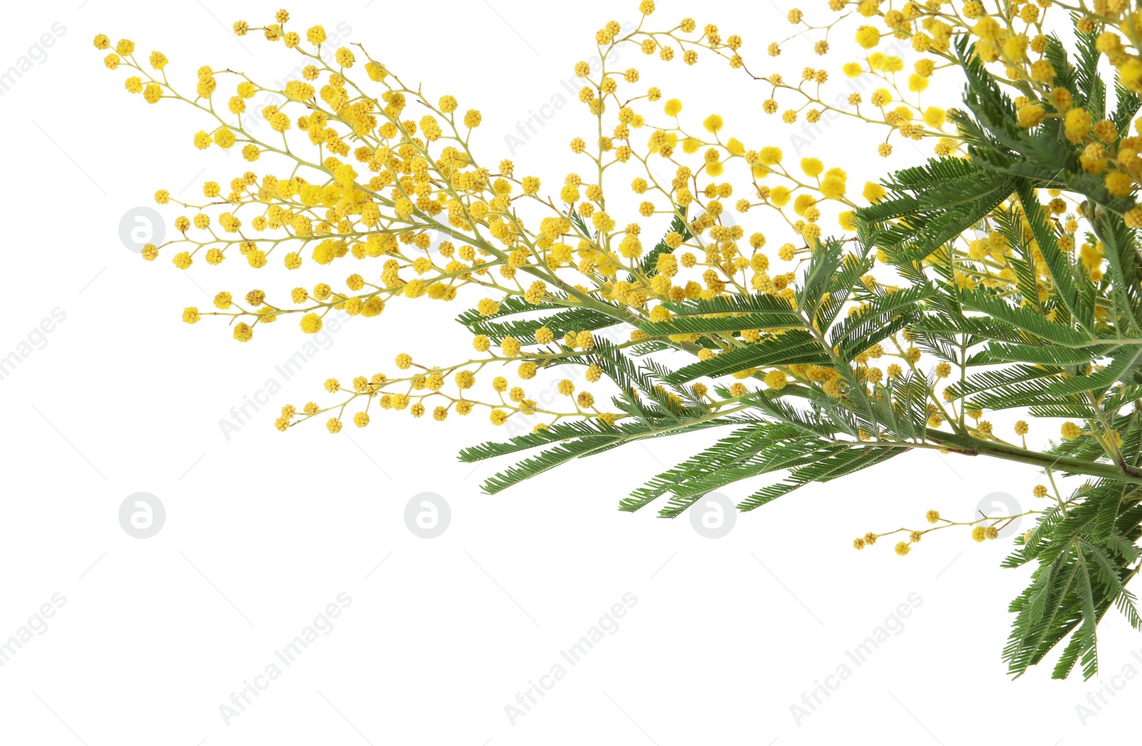 Photo of Beautiful mimosa plant with yellow flowers on white background