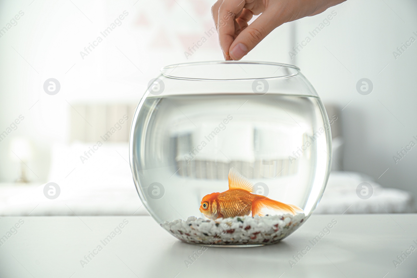 Photo of Woman feeding beautiful goldfish at home, closeup