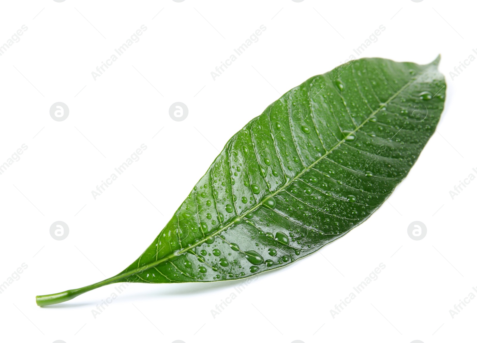 Photo of Green mango leaf with water drops on white background