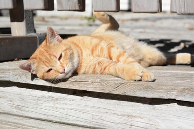 Photo of Lonely stray cat outdoors on sunny day. Homeless pet